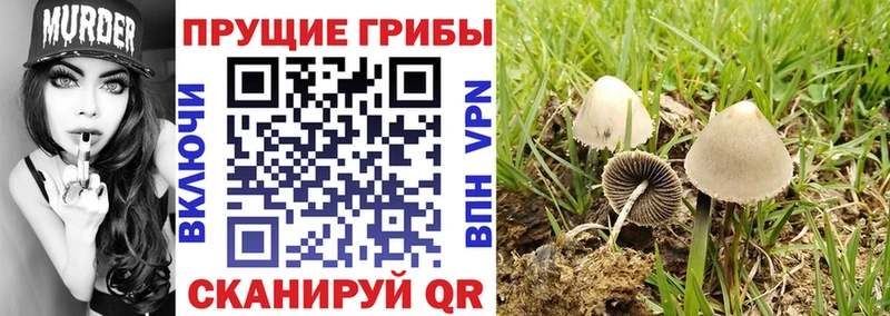 Галлюциногенные грибы Magic Shrooms  купить  сайты  Апшеронск 